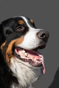 Close-up portrait of dog over black background