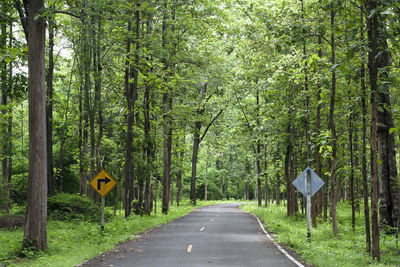 The road in teak forest to the environment