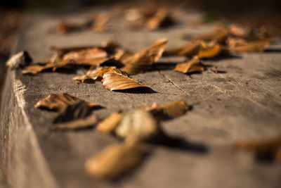 Close-up of dry leaves on wood