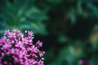 Close-up of purple flowering plant