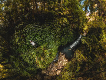 Wide angle of person standing in lush sub-tropical rainforest foliage along creek and waterfall