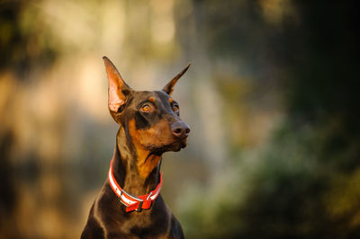 Close-up of dog