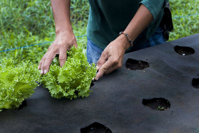 Midsection of man planting sapling