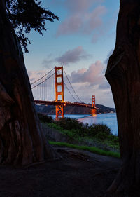 Golden gate, san francisco, california, usa framed between two trees