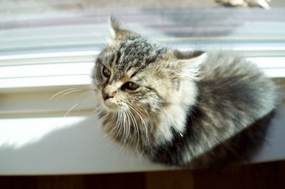 Close-up portrait of cat