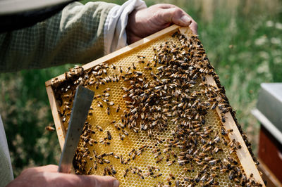 Close-up of hand holding bee