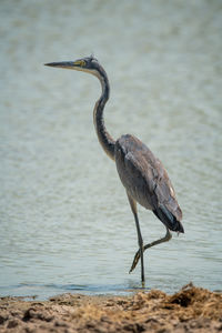 Black-headed heron stands in shallows lifting foot