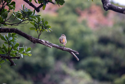 Bird perching on branch