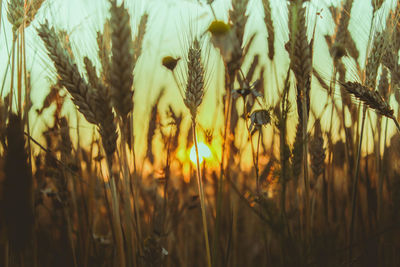 Close-up of plants growing on field at sunset
