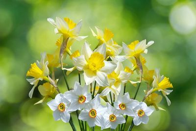 Close-up of yellow flowering plant