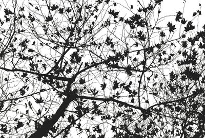 Low angle view of flowering tree against sky