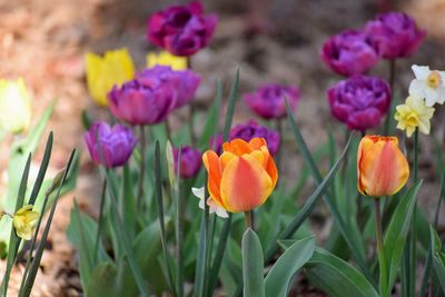 Close-up of purple crocus flowers on field