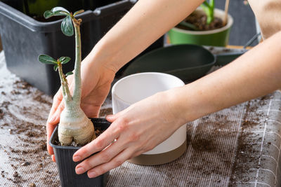 Cropped hand of man holding plant