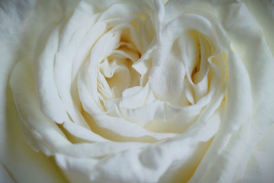 Close-up of white rose