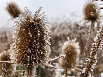 Close-up of wilted thistle