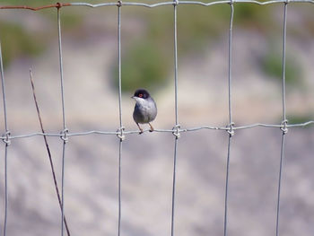 Close-up of bird perching on wire