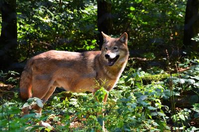 Dog in a forest