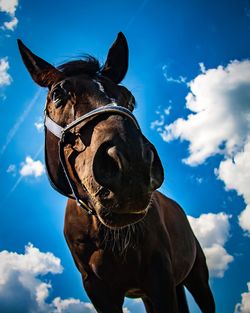 Low angle view of a horse against sky