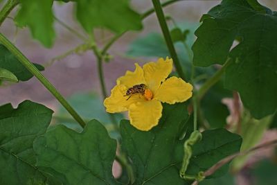 Close-up of bee pollinating on yellow flower