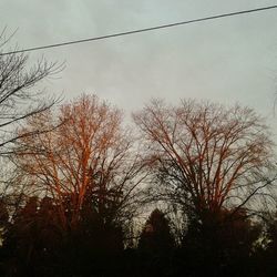 Low angle view of bare trees against sky