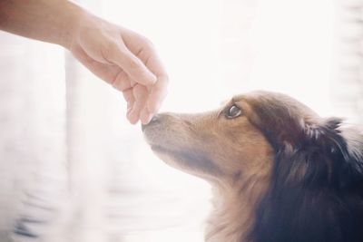 Close-up of hand touching dog