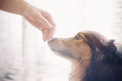 Close-up of dog