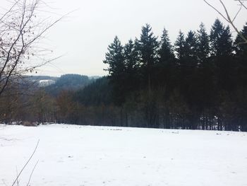 Trees on snow covered landscape