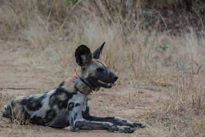 Close-up of a dog looking away on field