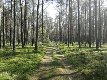 Trees growing in forest