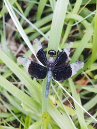 Close-up of insect on grass