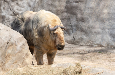 Horse standing on rock