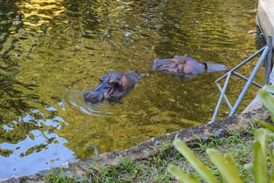 Hippopotamus in the getúlio vargas zoo and botanical park.