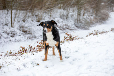 Dog running on snow covered land