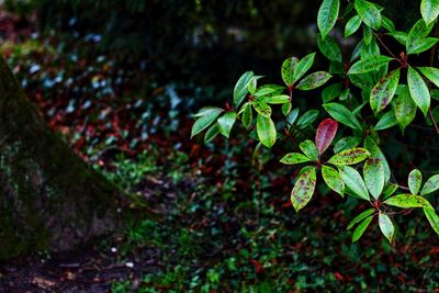 Close-up of plant growing on a park