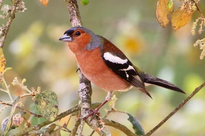 Close-up of bird perching on branch