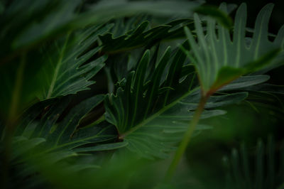 Full frame shot of plants growing on field