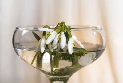Close-up of white flowers in glass