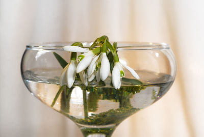 Close-up of wine in glass on table