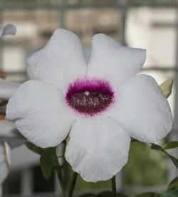 Close-up of white flowers