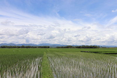 Scenic view of agricultural field against sky