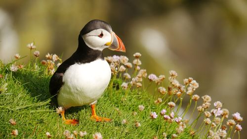 Close-up of lovely puffin at shetland islands