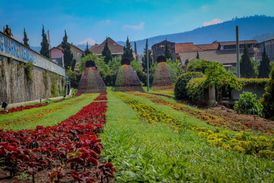 View of flower garden in lembang