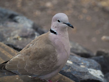 Close-up of bird perching outdoors