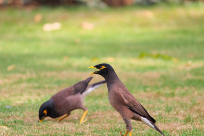 Side view of two birds on land