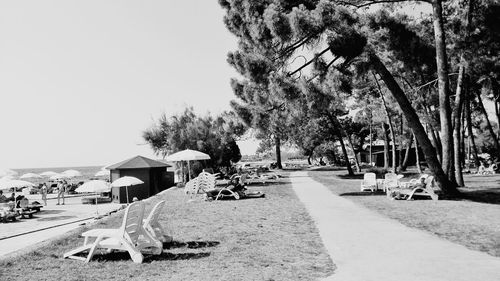 Road along trees