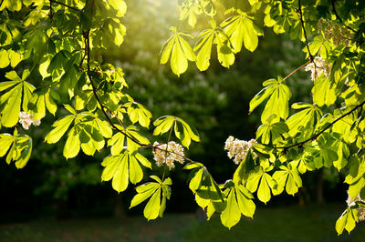 Close-up of fresh green leaves on plant