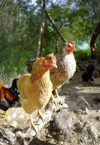 Ducks in a farm