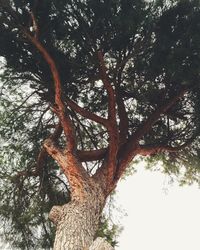 Low angle view of tree against sky