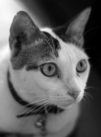 Close-up portrait of cat