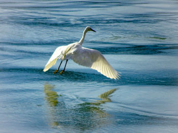 View of a bird flying over sea